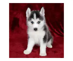 2 Pomsky Puppies Available