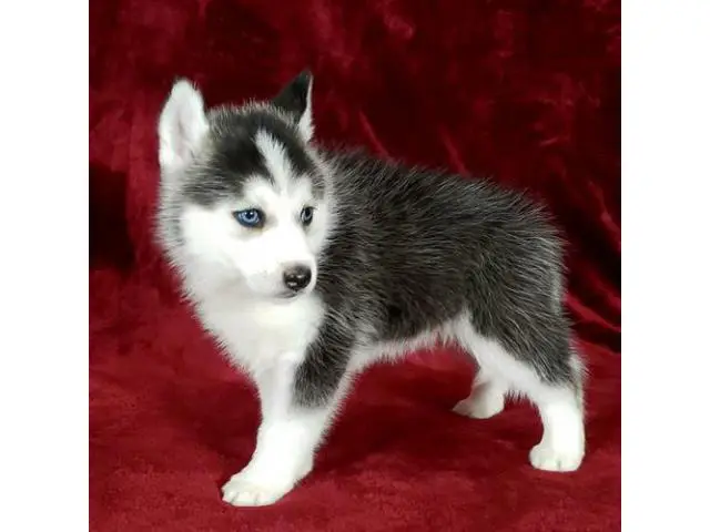 2 Pomsky Puppies Available - 2/2