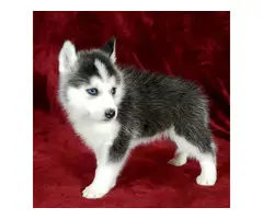 2 Pomsky Puppies Available - 2