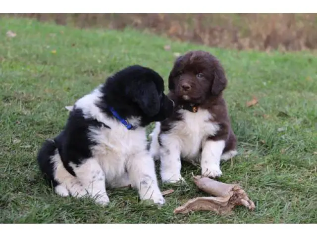 2 Male And female Newfoundland puppies - 1/3