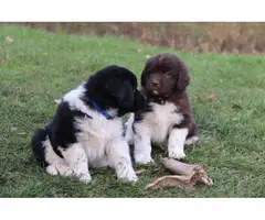 2 Male And female Newfoundland puppies