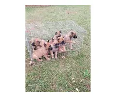 Belgian Malinois puppies for sale - 2