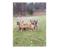 Belgian Malinois puppies for sale - 5