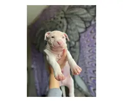 1 months old Pitbull puppies for sale - 3