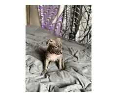 1 months old Pitbull puppies for sale - 4
