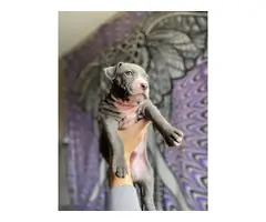 1 months old Pitbull puppies for sale - 6