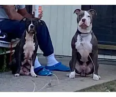 1 months old Pitbull puppies for sale - 11