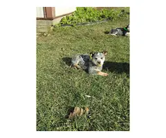 Blue heelers puppies in need of a new forever home - 2