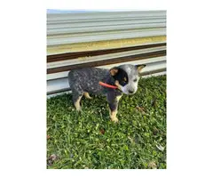 Blue heelers puppies in need of a new forever home - 3