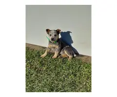 Blue heelers puppies in need of a new forever home - 4