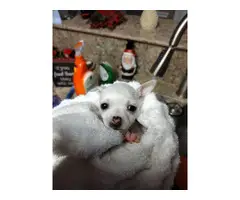 2 white Chiweenie puppies - 2