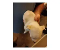2 white Chiweenie puppies - 3