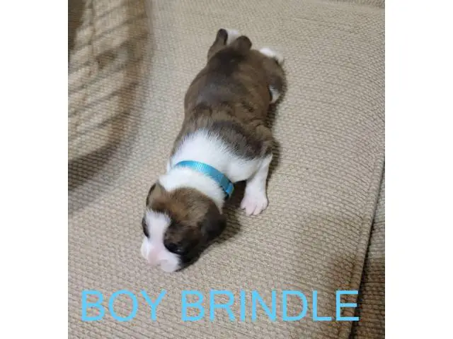 AKC Brindle Boxer Puppies for Christmas - 1/12