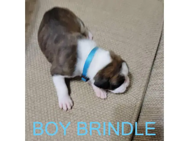 AKC Brindle Boxer Puppies for Christmas - 2/12