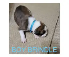 AKC Brindle Boxer Puppies for Christmas - 2