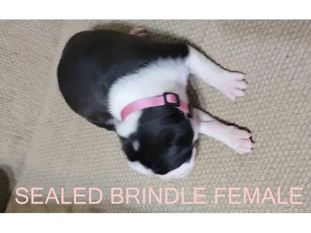 AKC Brindle Boxer Puppies for Christmas - 8/12