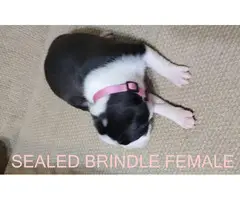 AKC Brindle Boxer Puppies for Christmas - 8