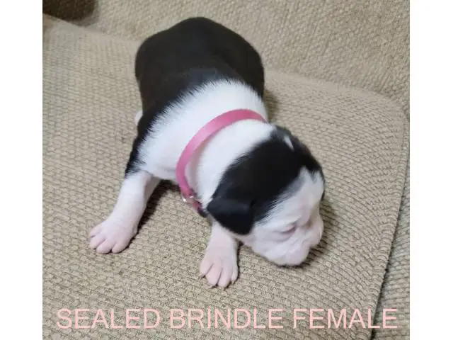 AKC Brindle Boxer Puppies for Christmas - 9/12