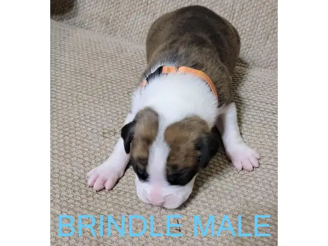 AKC Brindle Boxer Puppies for Christmas - 10/12