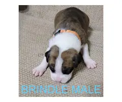 AKC Brindle Boxer Puppies for Christmas - 10