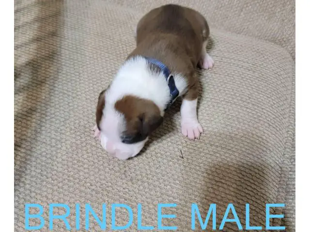 AKC Brindle Boxer Puppies for Christmas - 11/12