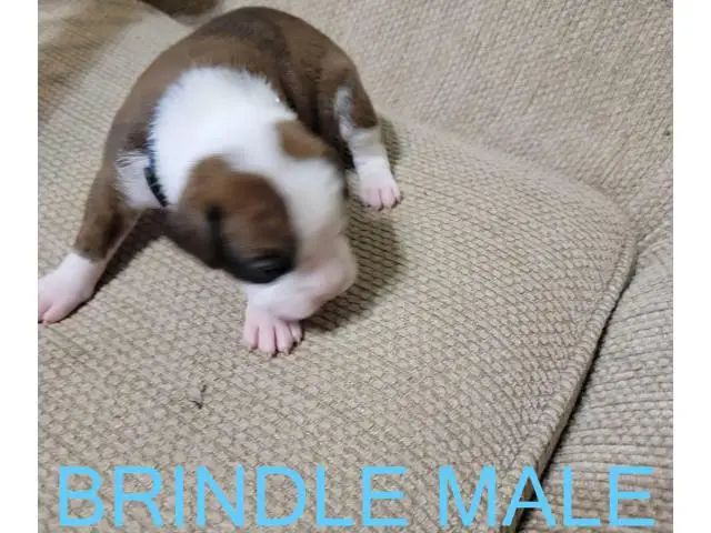 AKC Brindle Boxer Puppies for Christmas - 12/12