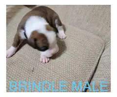 AKC Brindle Boxer Puppies for Christmas - 12