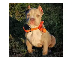 Most Healthy American bully puppies