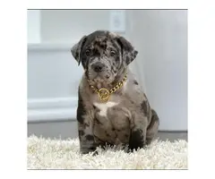 Most Healthy American bully puppies
