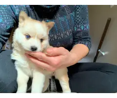 Alaskan Klee-Kai Shiba Inu mix puppies
