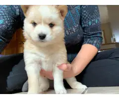 Alaskan Klee-Kai Shiba Inu mix puppies - 2