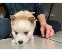 Alaskan Klee-Kai Shiba Inu mix puppies - 3