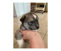 Alaskan Klee-Kai Shiba Inu mix puppies - 5