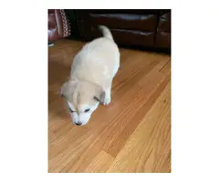 Alaskan Klee-Kai Shiba Inu mix puppies - 7