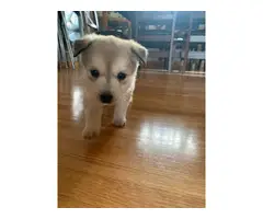 Alaskan Klee-Kai Shiba Inu mix puppies - 8
