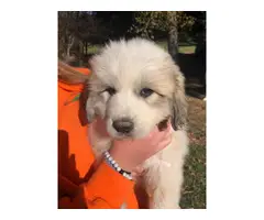 Great Pyrenees puppies 3 females