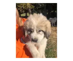 Great Pyrenees puppies 3 females - 3