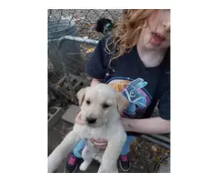 Lab puppies rehoming fee