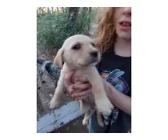 Lab puppies rehoming fee - 2