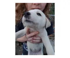 Lab puppies rehoming fee - 3