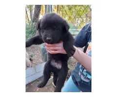 Lab puppies rehoming fee - 6