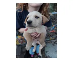 Lab puppies rehoming fee - 9