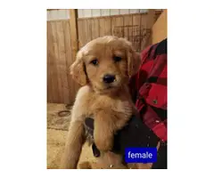 Farm raised Female Golden Retriever puppies - 4