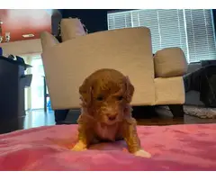 Poodle (Miniature) puppies for adoption - 2
