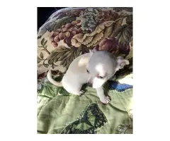 2 Apple head Chihuahua puppies for sale