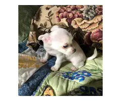 2 Apple head Chihuahua puppies for sale - 2