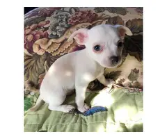 2 Apple head Chihuahua puppies for sale - 3