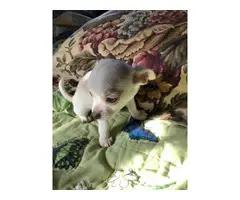 2 Apple head Chihuahua puppies for sale - 4