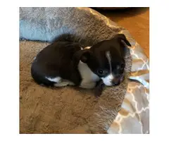 2 Apple head Chihuahua puppies for sale - 8