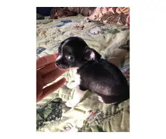 2 Apple head Chihuahua puppies for sale - 9